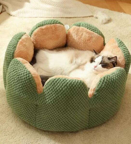 photo of a cat in a nest