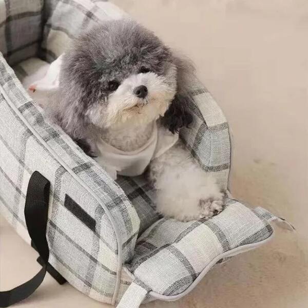 photo of a small dog